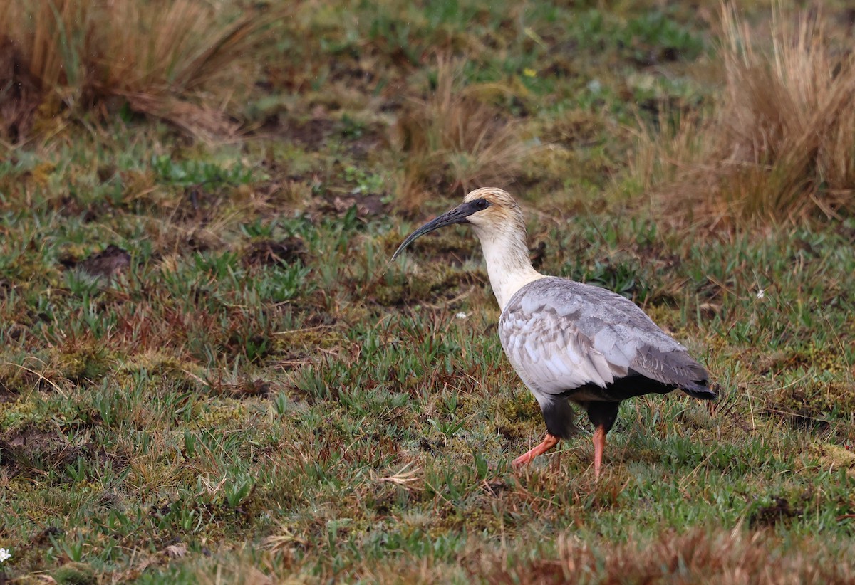 Andean Ibis - ML644408916