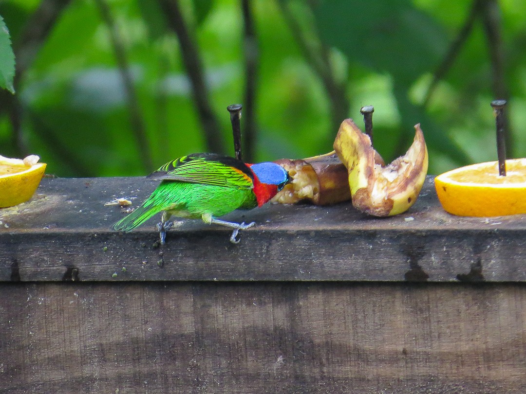 Tangara Militar - ML644408927