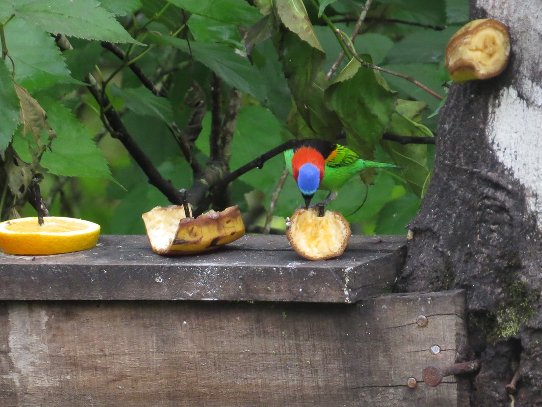 Tangara Militar - ML644408928