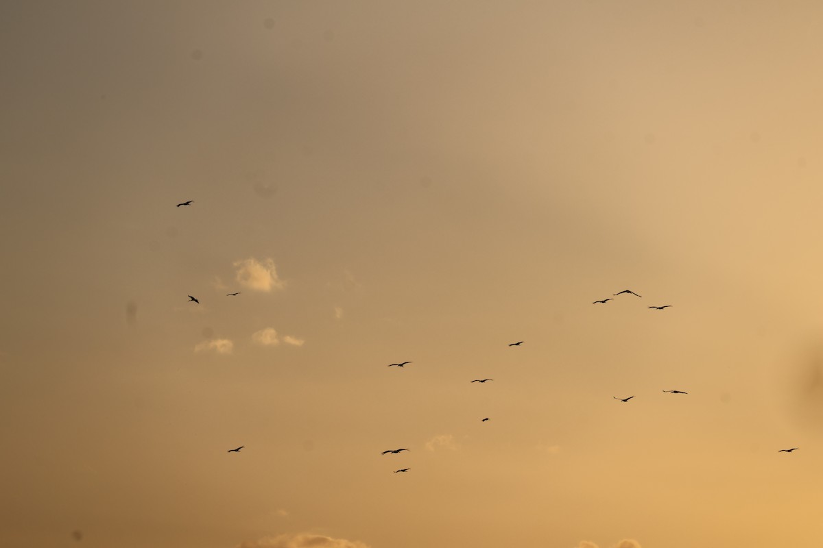 White Stork - ML644408932