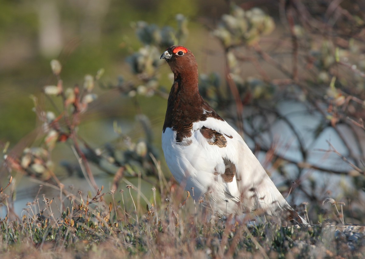 Willow Ptarmigan - ML644408945
