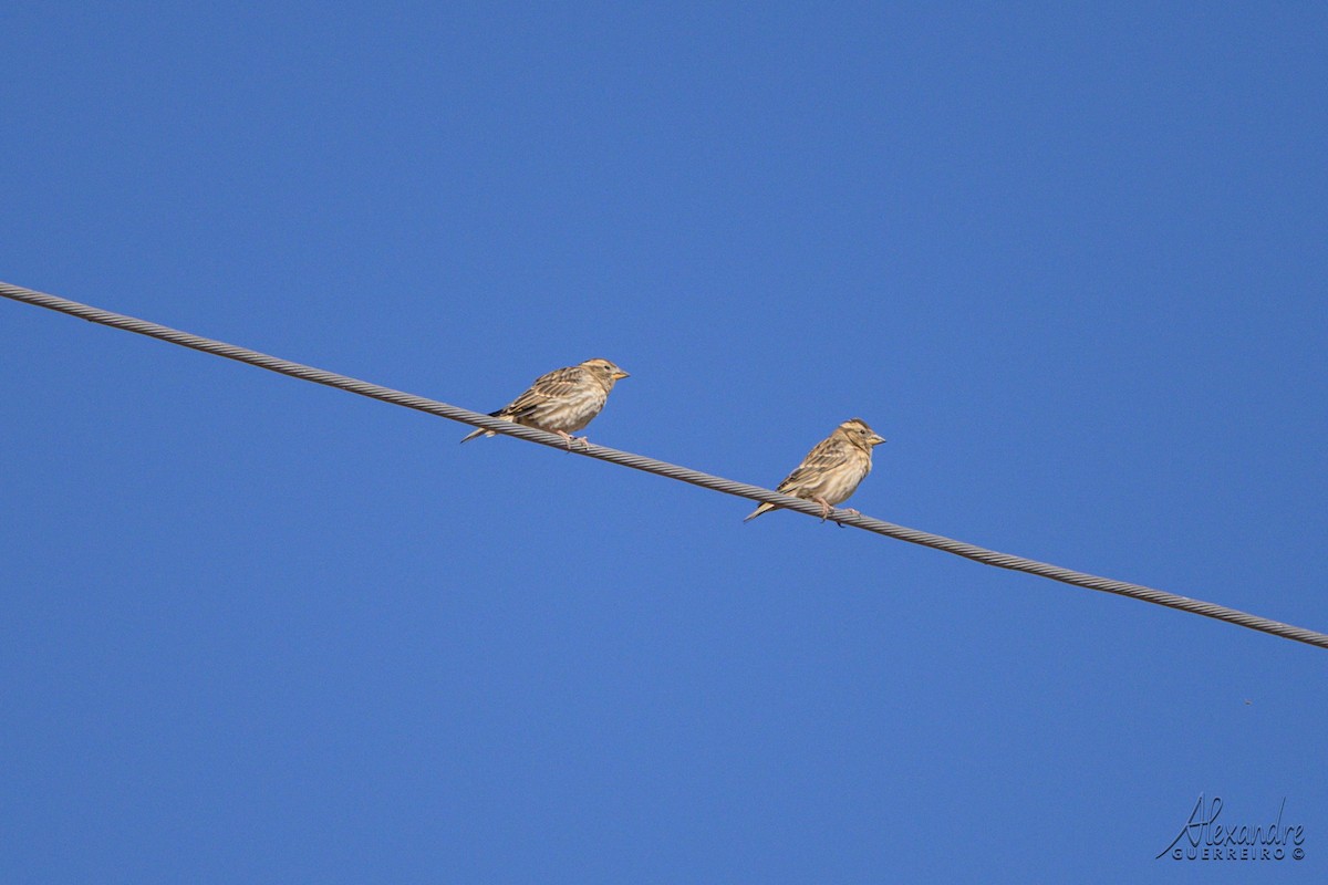 Rock Sparrow - ML644408949