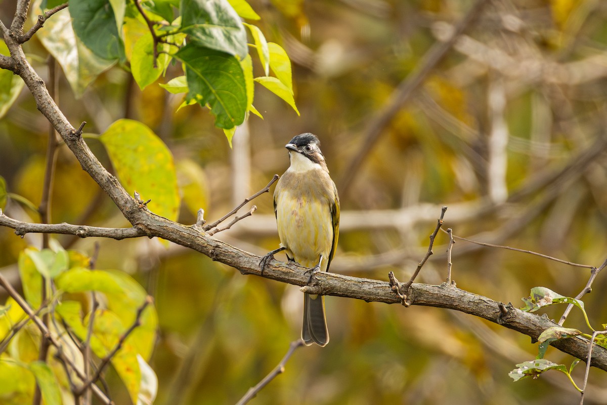 Нангиад бөлбөл - ML644408957