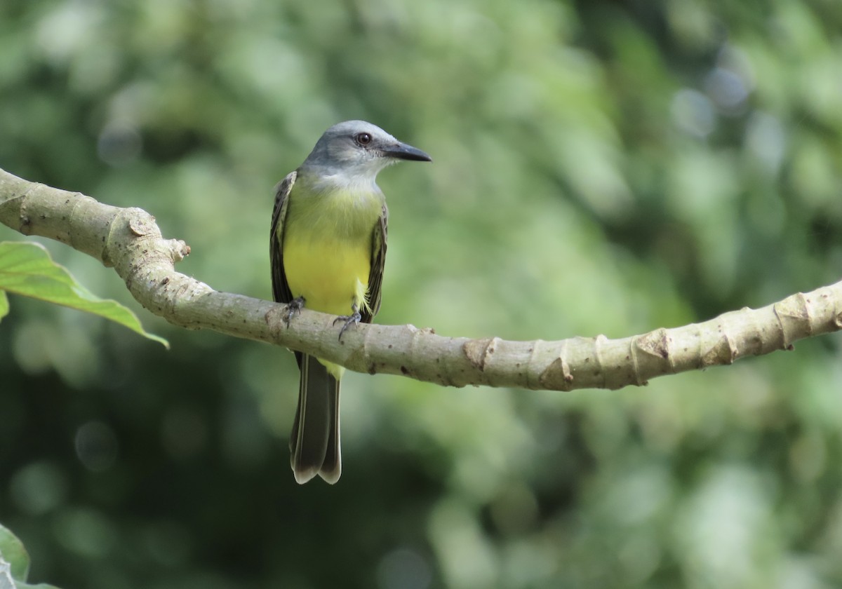 tropekongetyrann - ML644408961