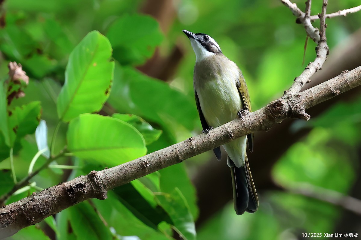 Нангиад бөлбөл - ML644408966