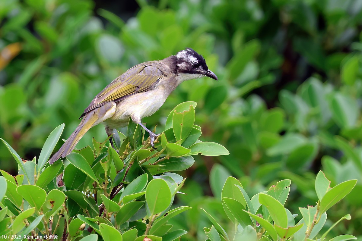 Нангиад бөлбөл - ML644408967