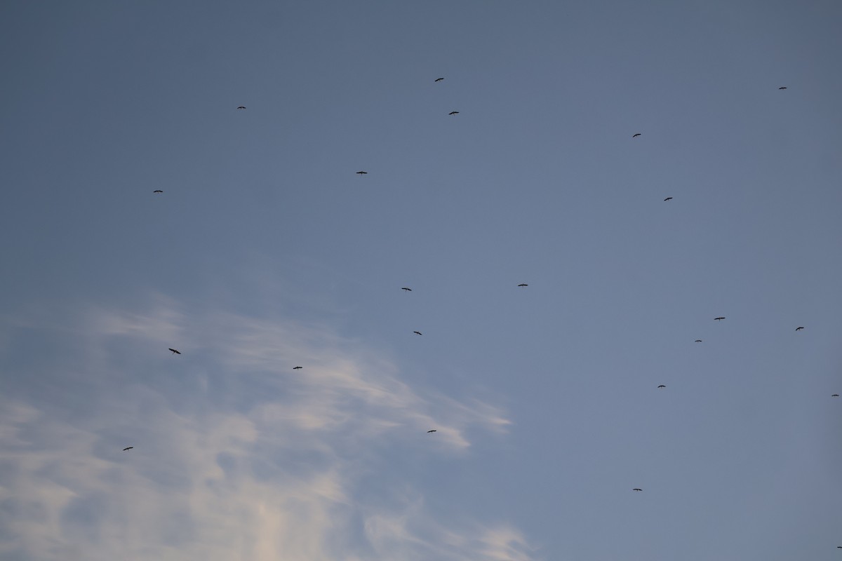 White Stork - ML644408975