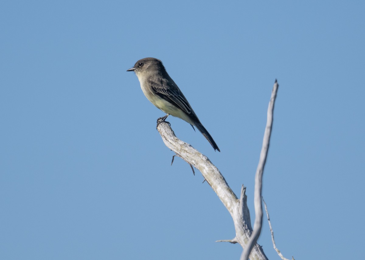 Eastern Phoebe - ML644408978