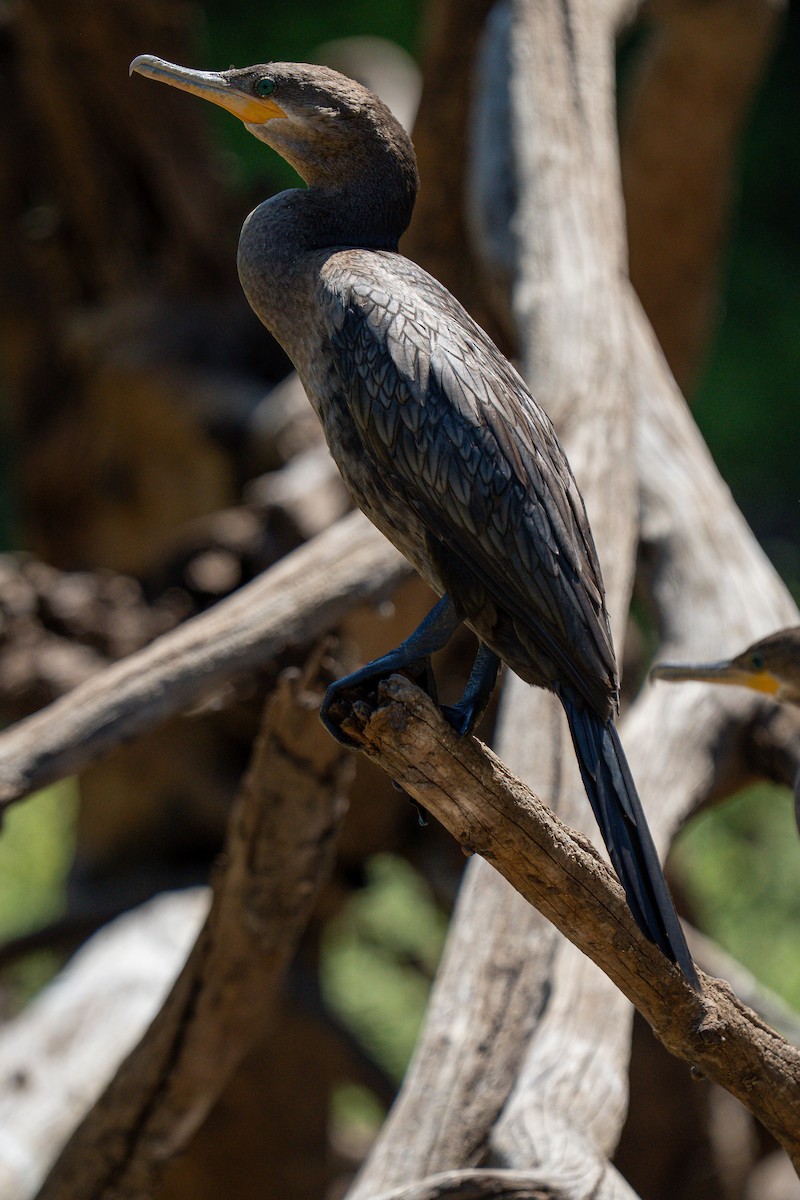 flodskarv - ML644408984