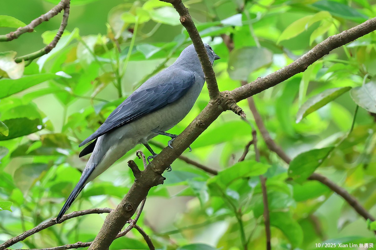 Kara Kanatlı Tırtılyiyen - ML644408986