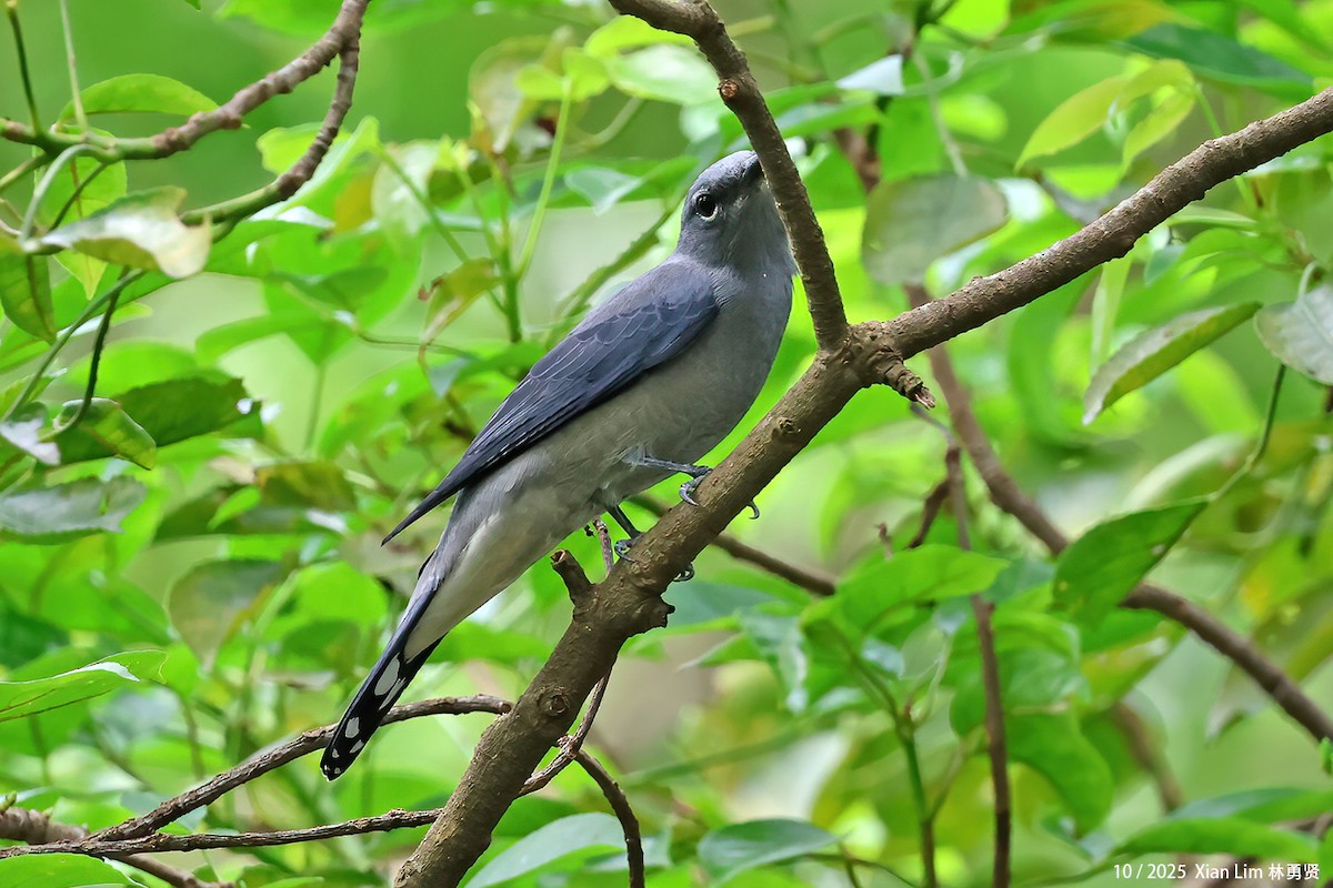 Kara Kanatlı Tırtılyiyen - ML644408987