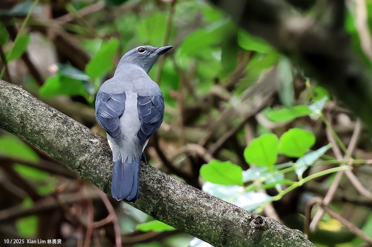 Kara Kanatlı Tırtılyiyen - ML644408988