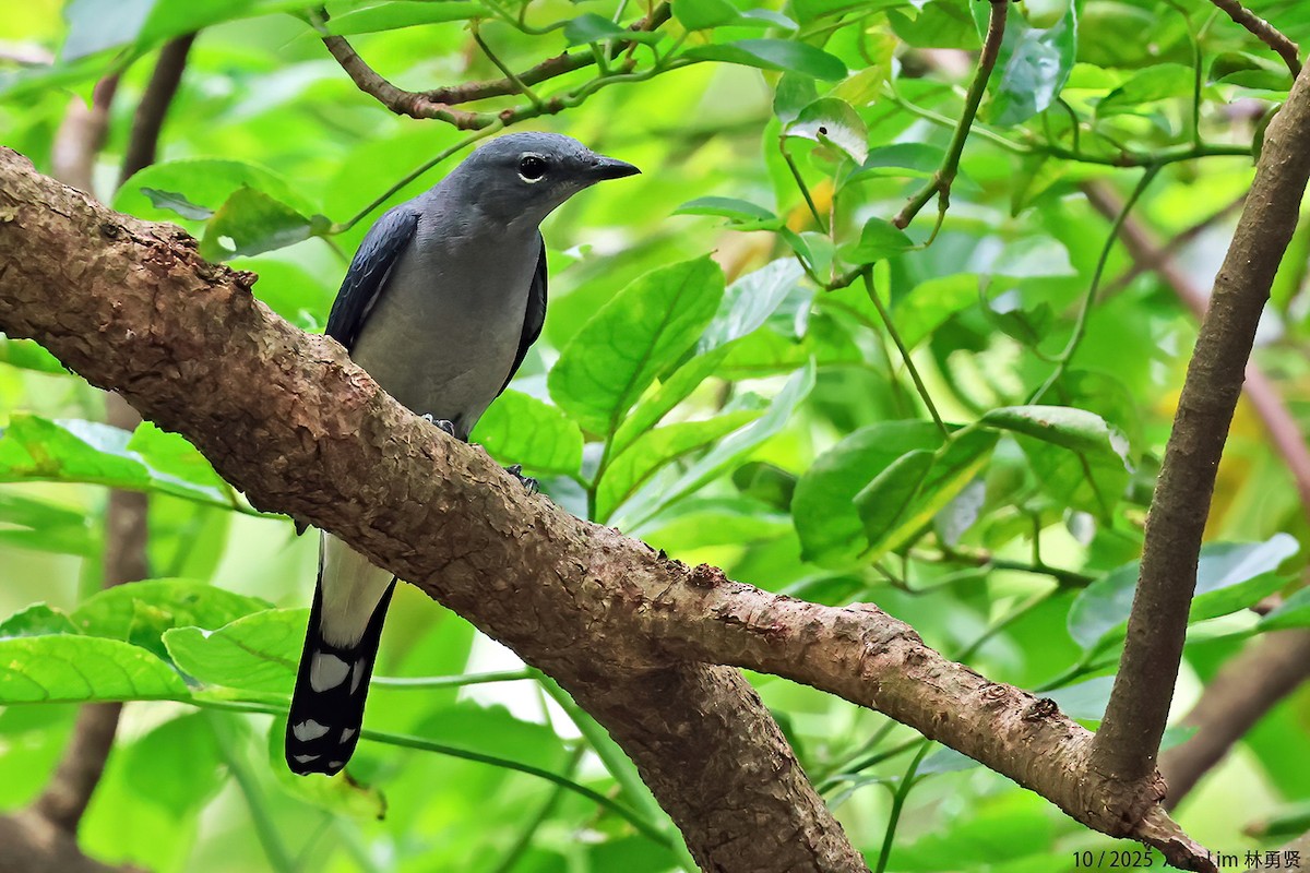 Kara Kanatlı Tırtılyiyen - ML644408989