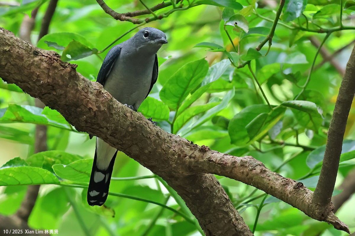 Kara Kanatlı Tırtılyiyen - ML644408990