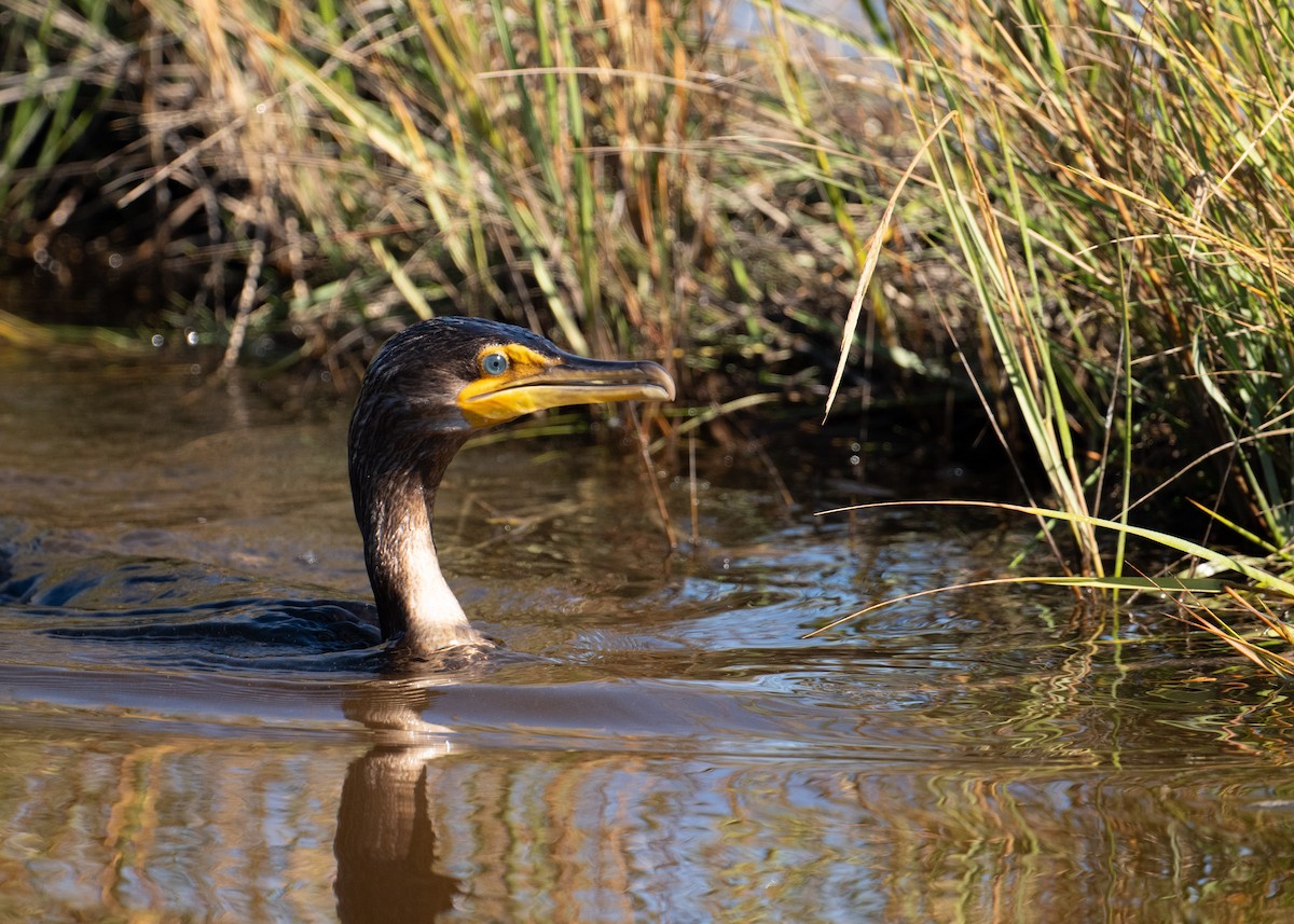 Double-crested Cormorant - ML644408992
