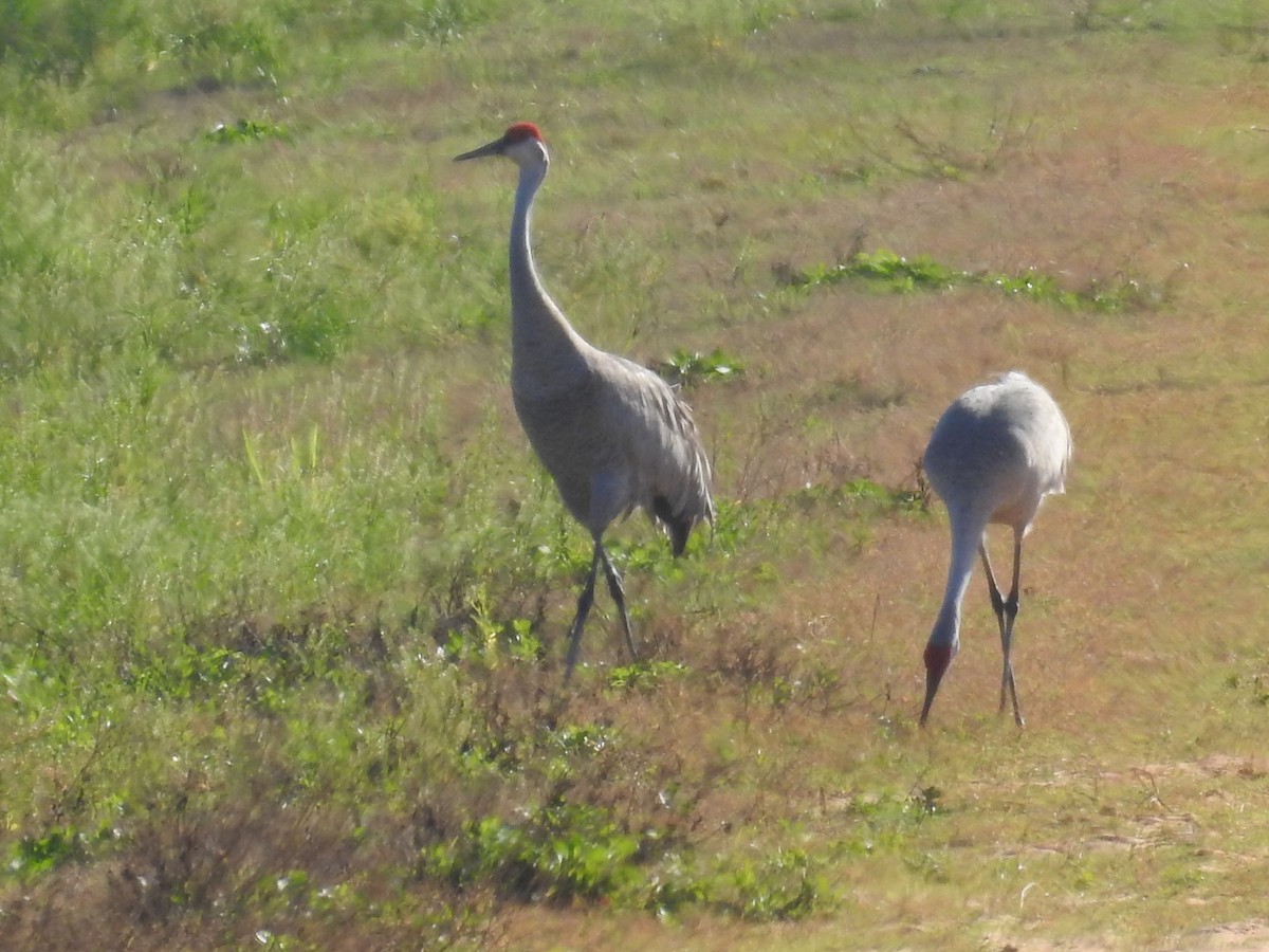 カナダヅル - ML644408993