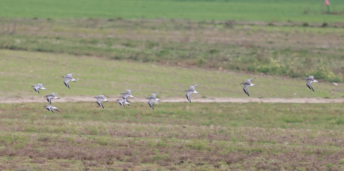 Pivieressa - ML644408999