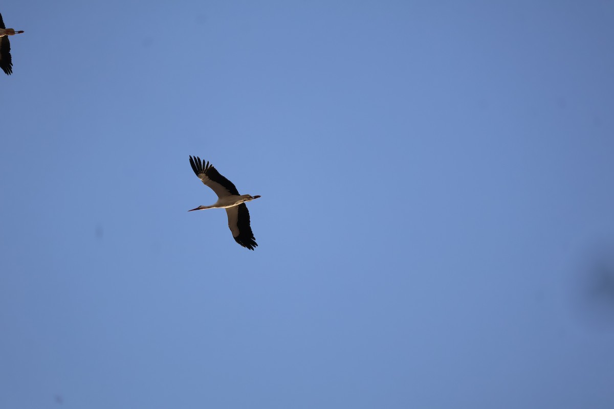 White Stork - ML644409000