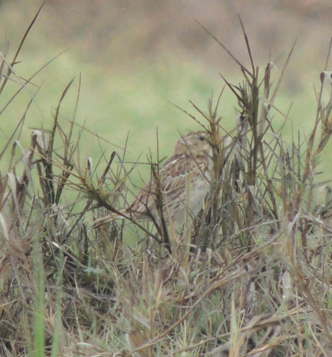 Pipit du Pérou - ML644409003
