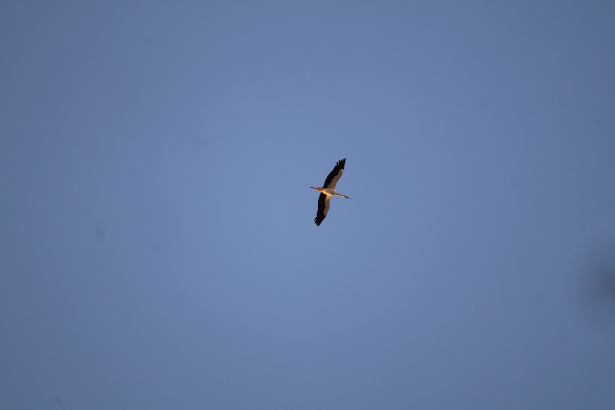 White Stork - ML644409011