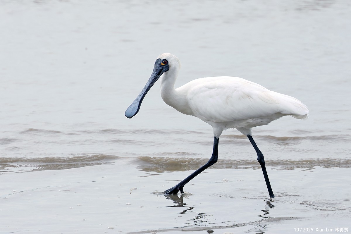 Petite Spatule - ML644409012