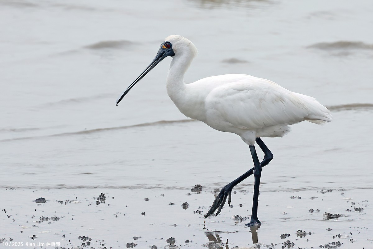 Petite Spatule - ML644409013