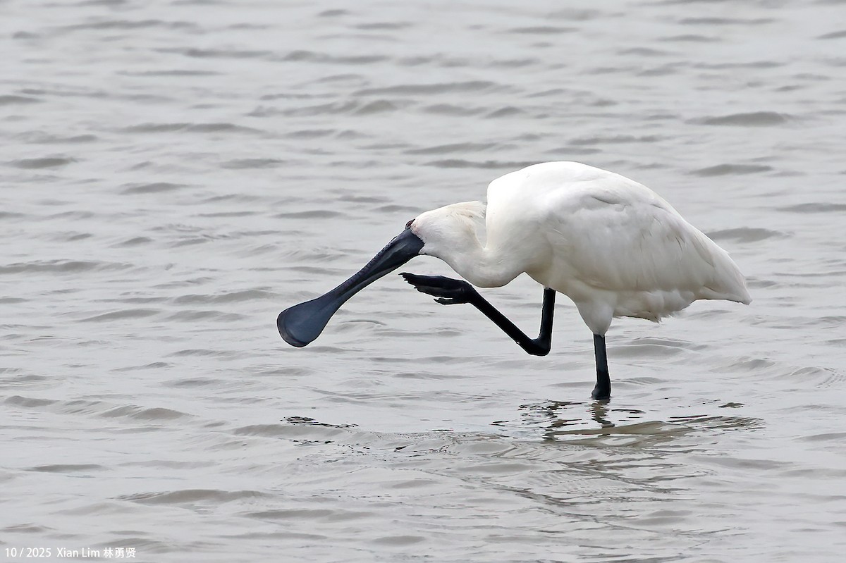 Petite Spatule - ML644409014