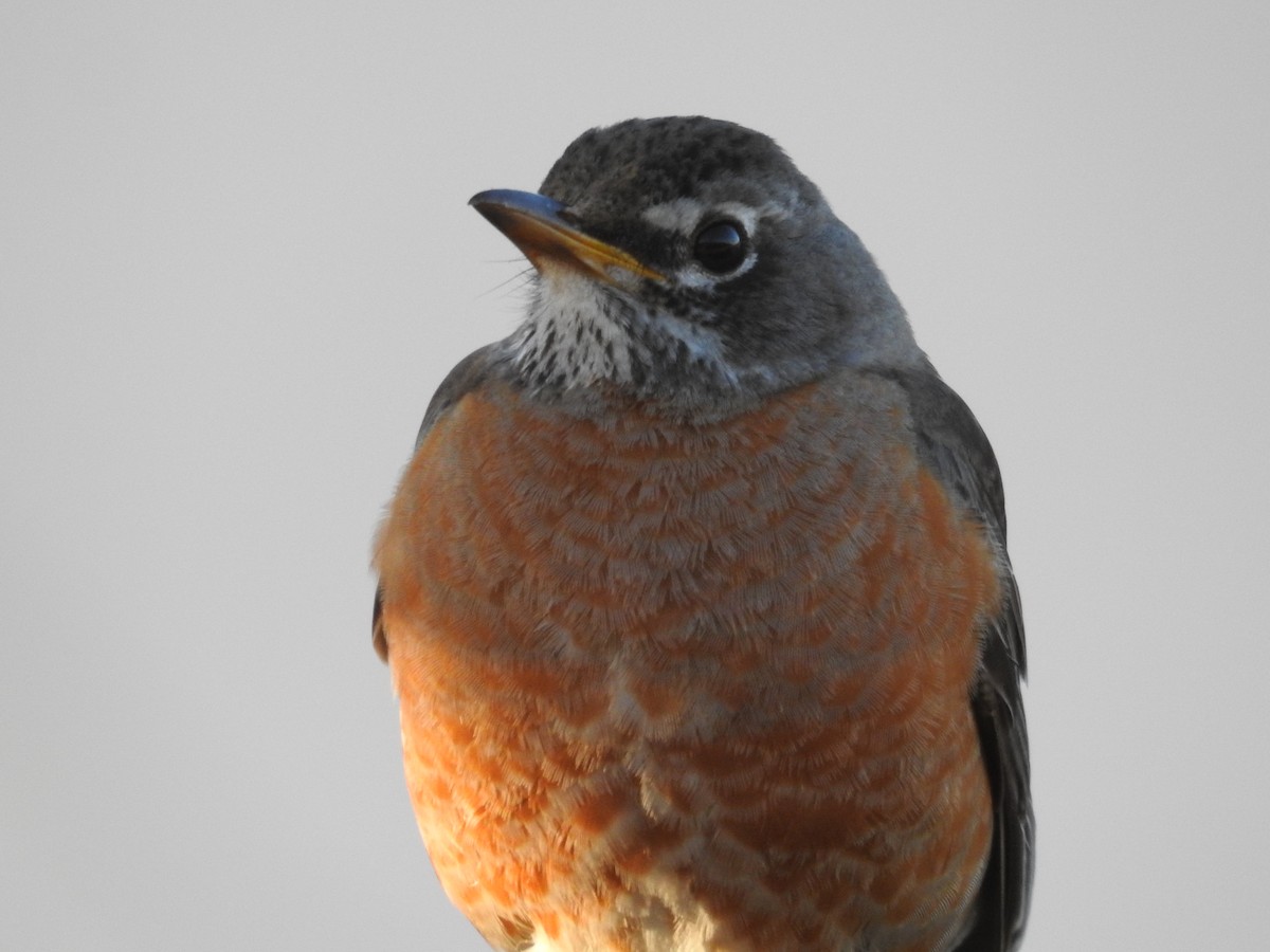 コマツグミ - ML644409033