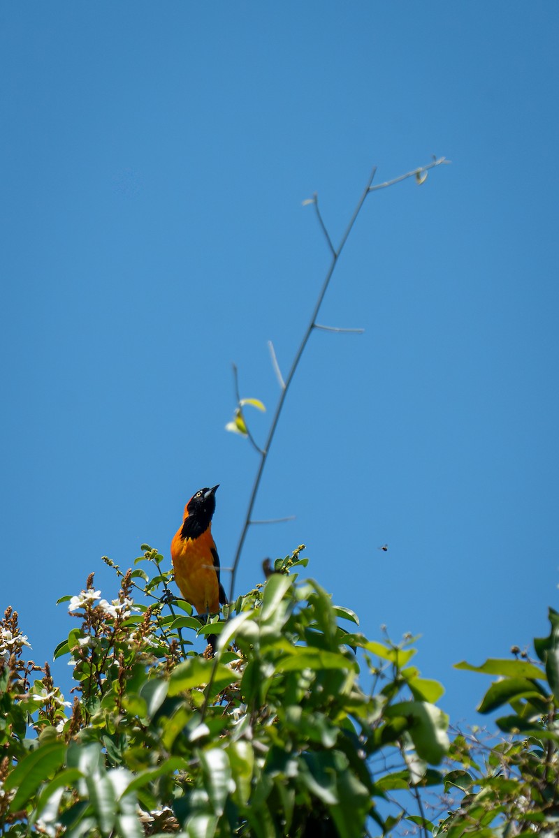 コシアカムクドリモドキ - ML644409036