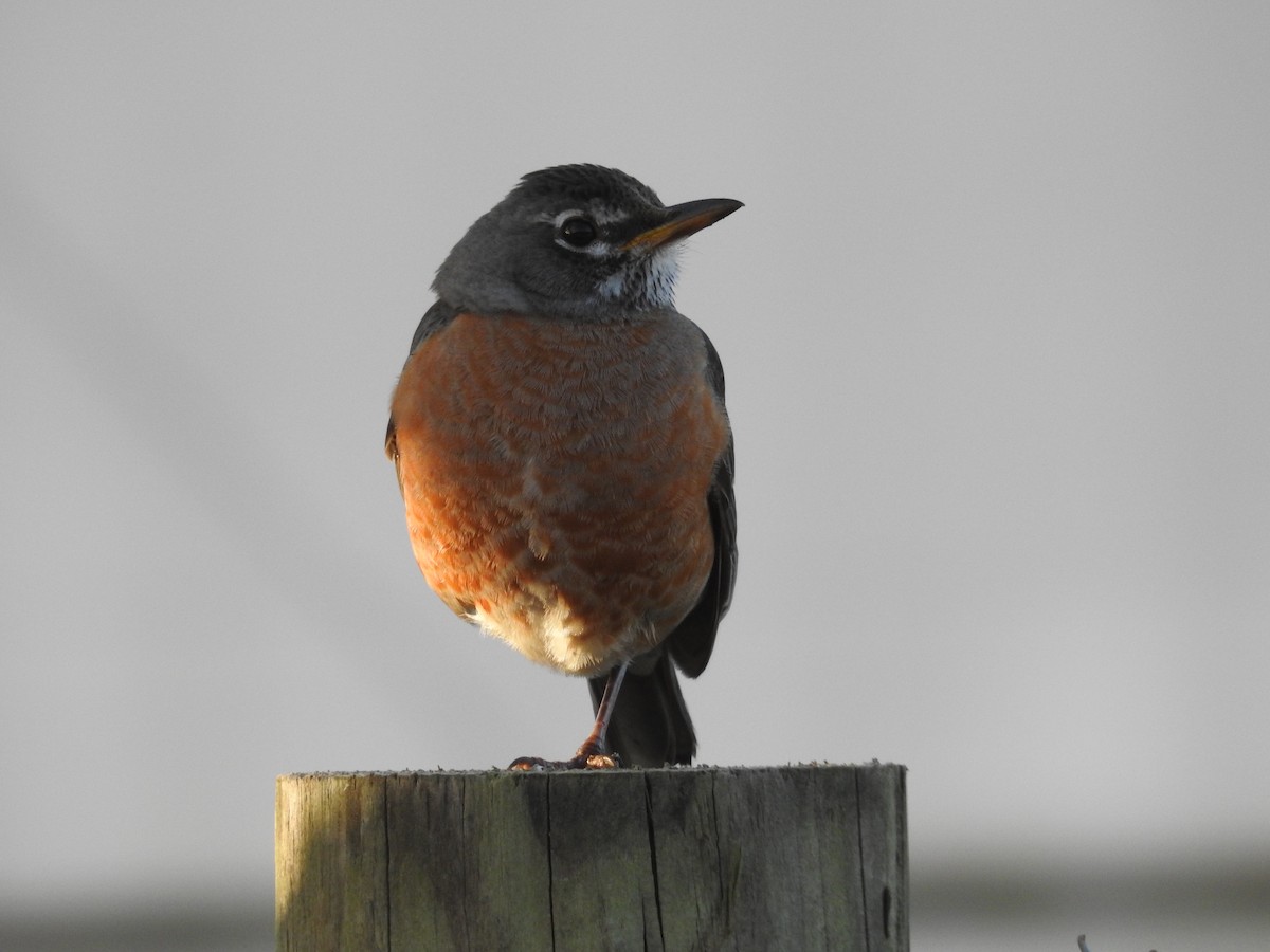 コマツグミ - ML644409038