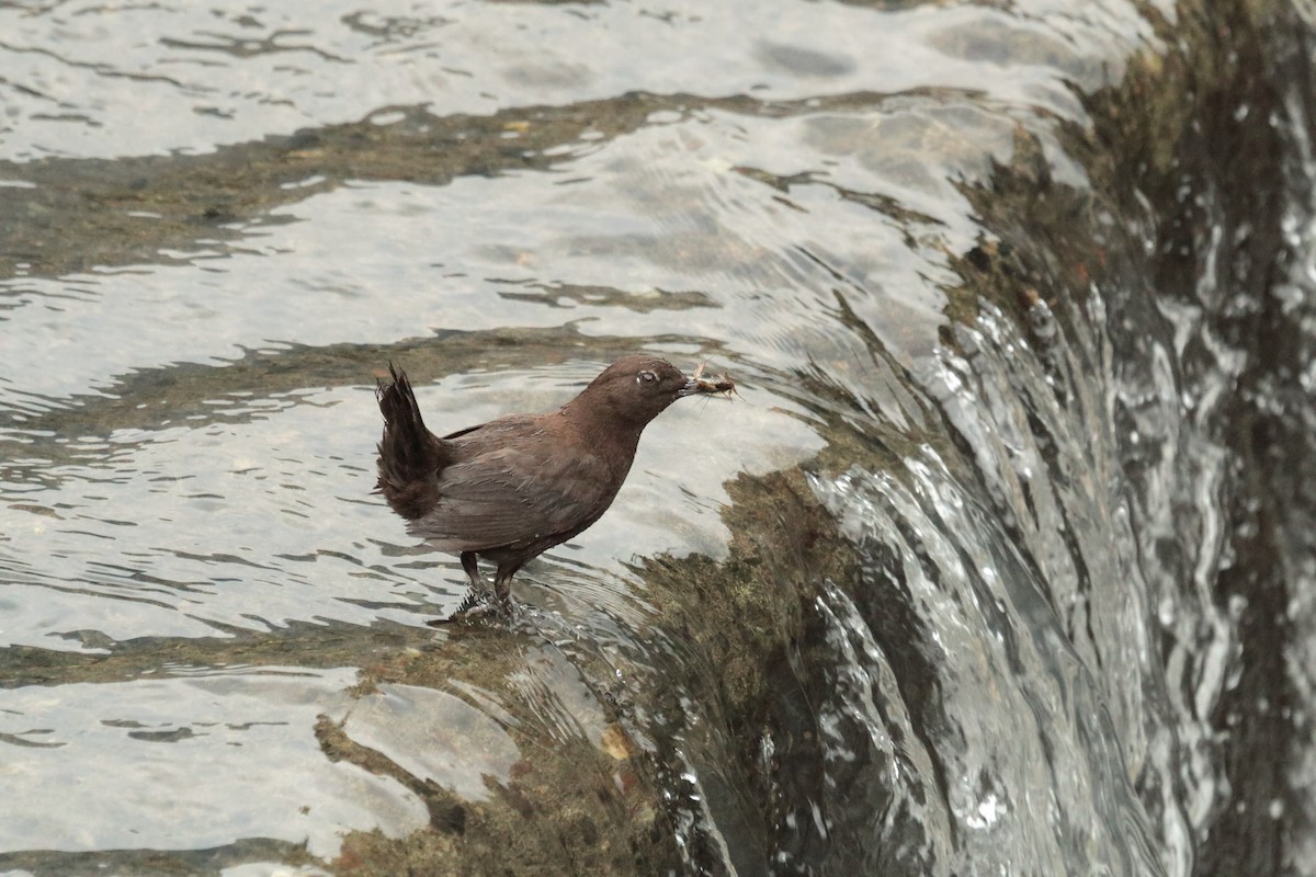 Brown Dipper - ML644409039