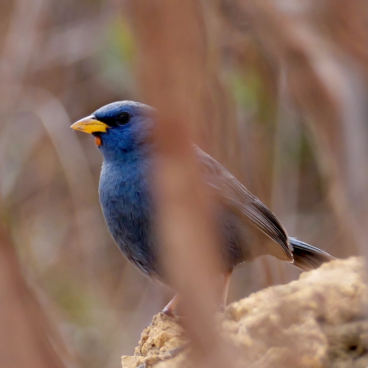 Blue Finch - ML644409041