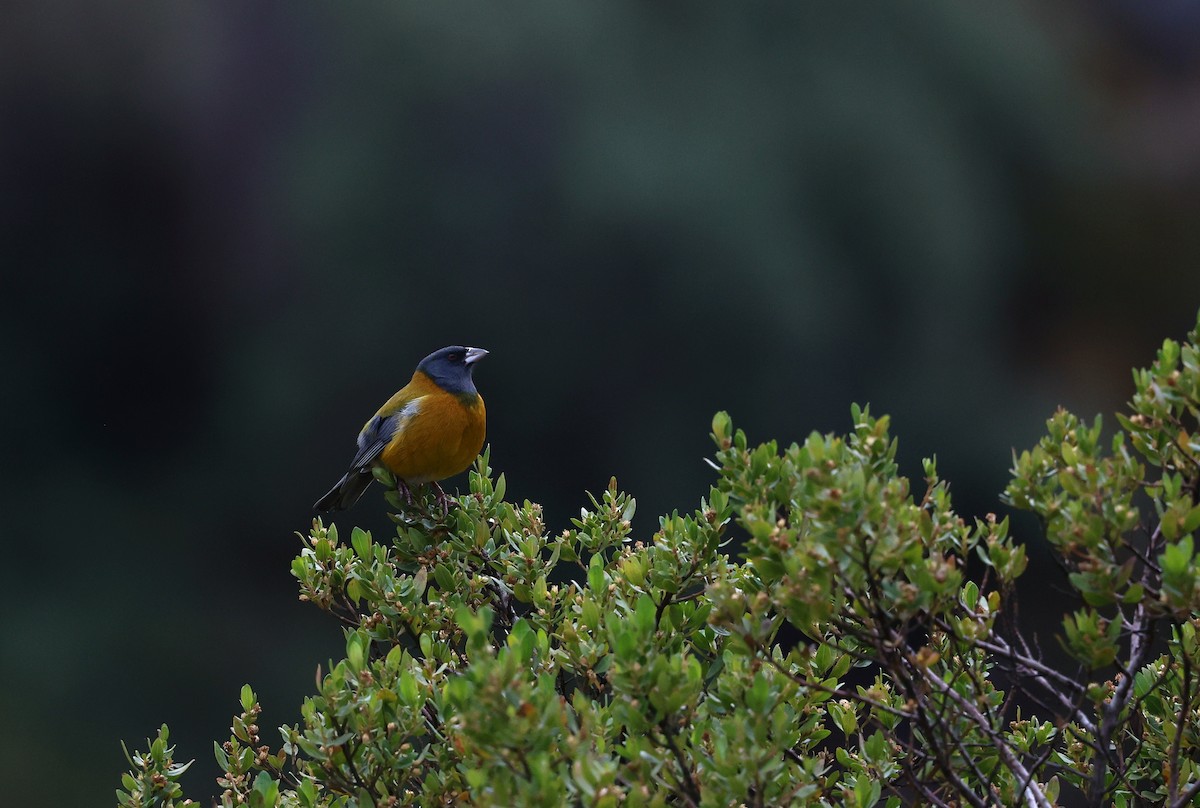 Peruvian Sierra Finch - ML644409044