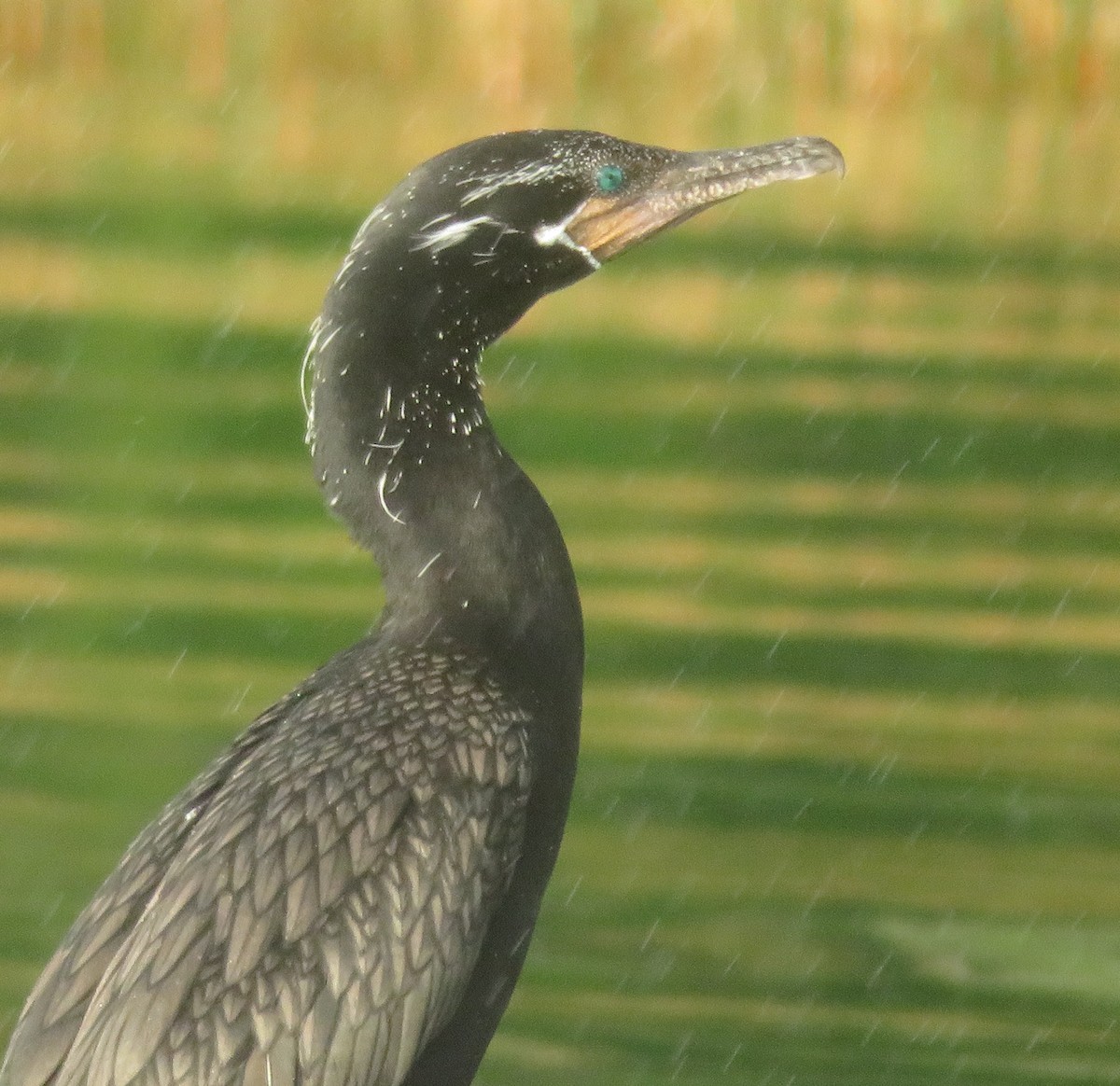 flodskarv - ML644409053