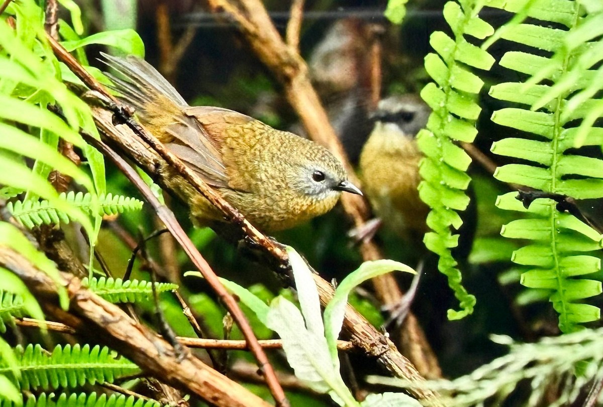 Tawny-breasted Wren-Babbler - ML644409054