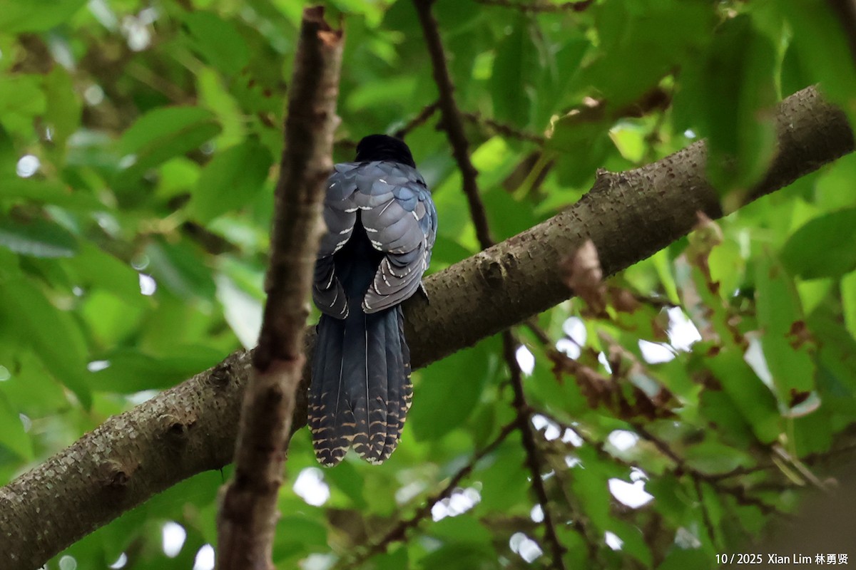 Asian Koel - ML644409055