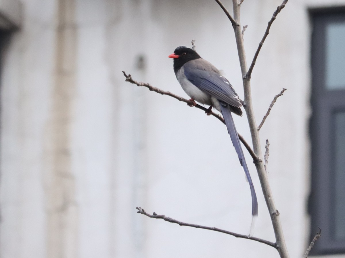 Red-billed Blue-Magpie - ML644409059