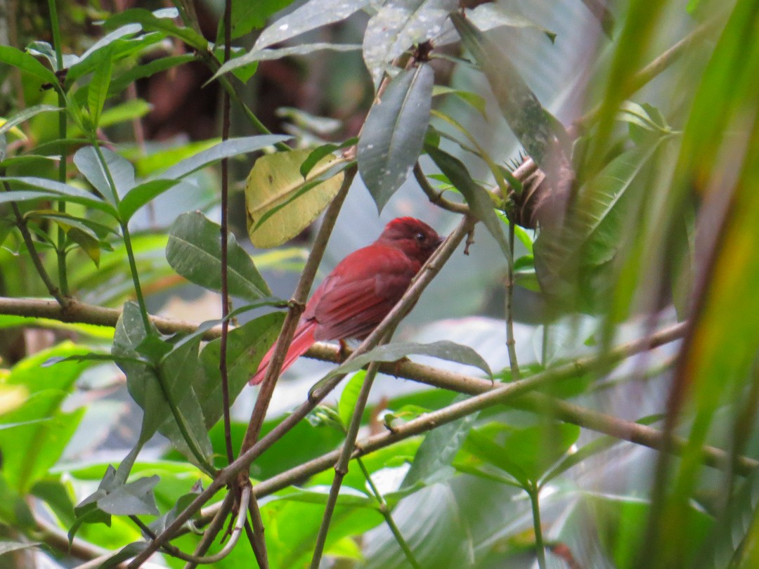 Red-crowned Ant-Tanager (Atlantic) - ML644409090