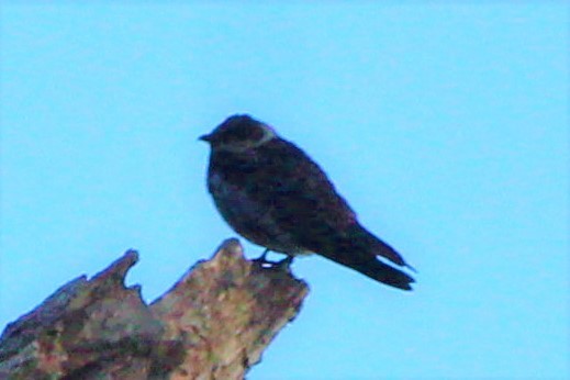 Purple Martin - ML644409101