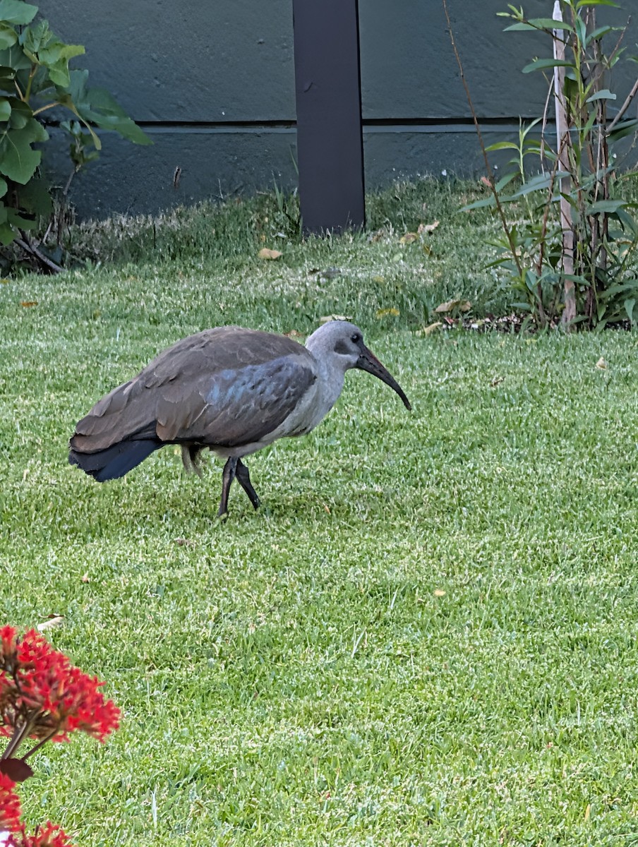 Hadada Ibis - ML644409110