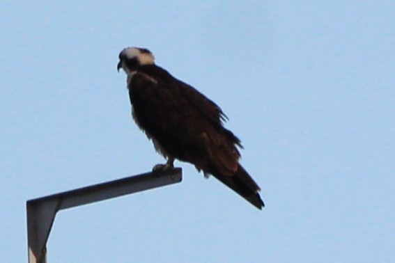 fiskeørn - ML644409112