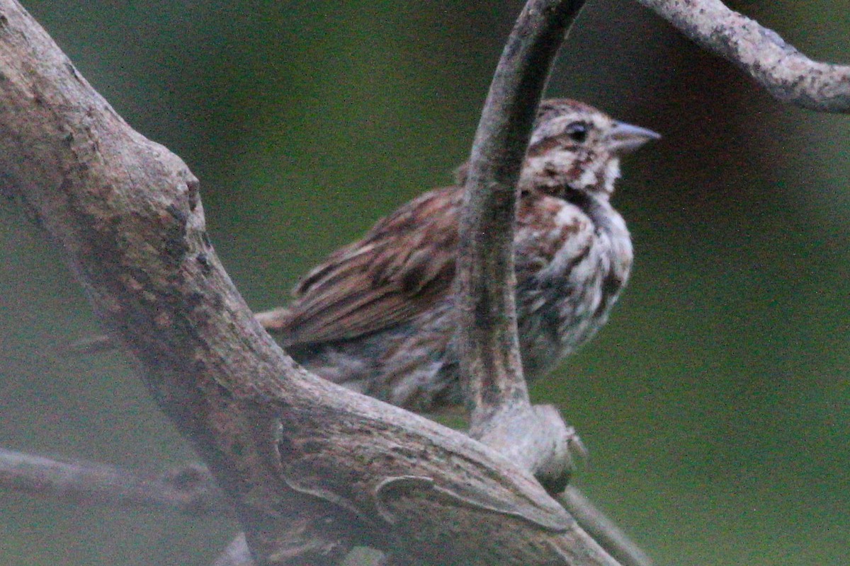 sangspurv - ML644409118