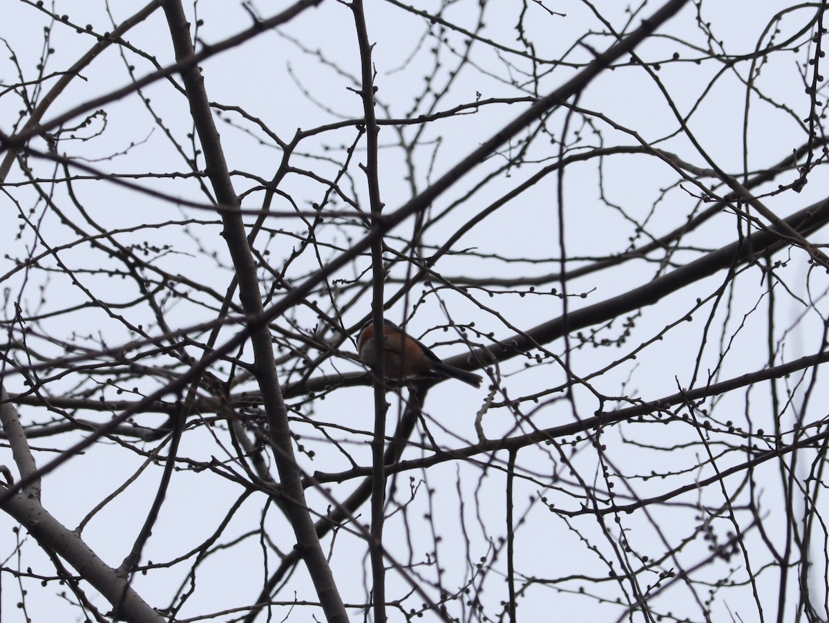 Black-throated Tit - ML644409120
