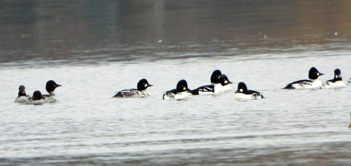 Гоголь - ML644409121