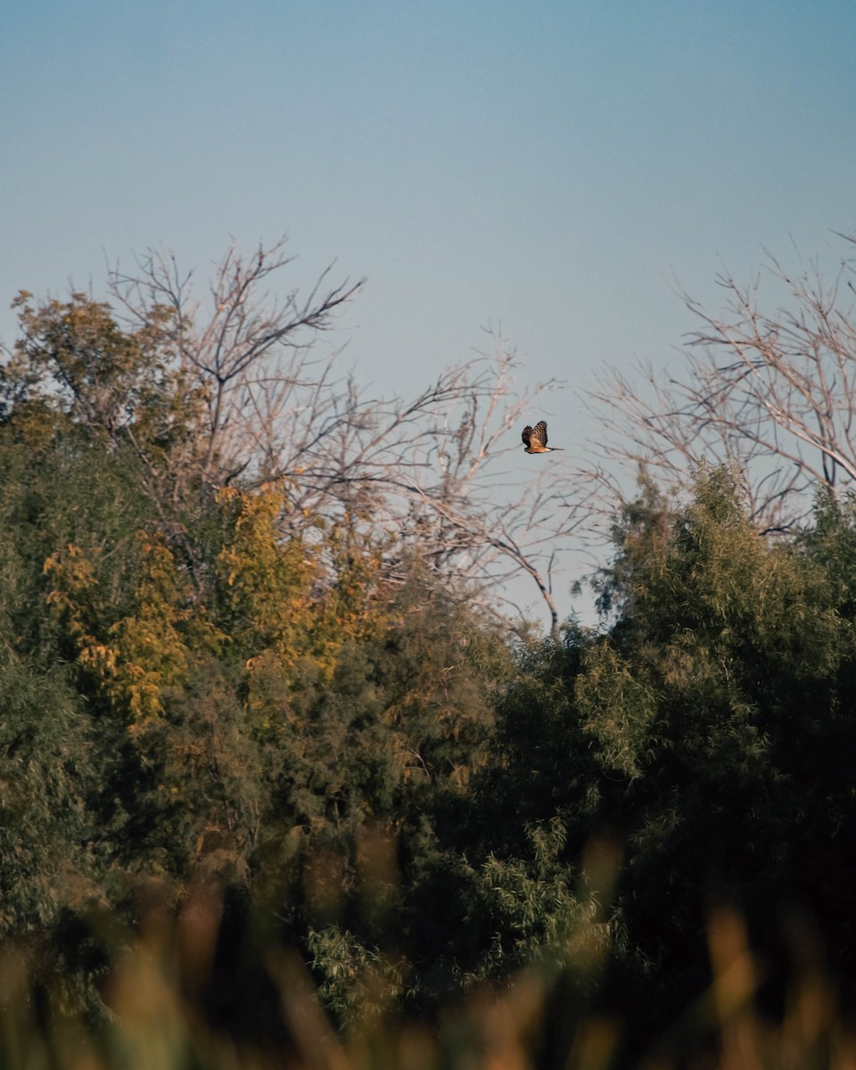Cooper's Hawk - ML644409122