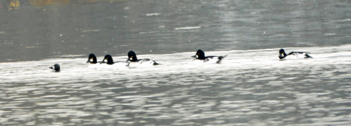 Гоголь - ML644409123