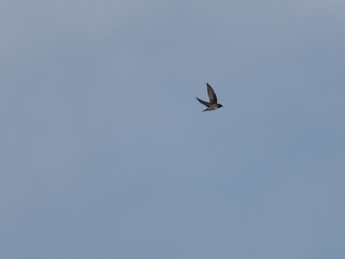 Purple Martin - ML644409132