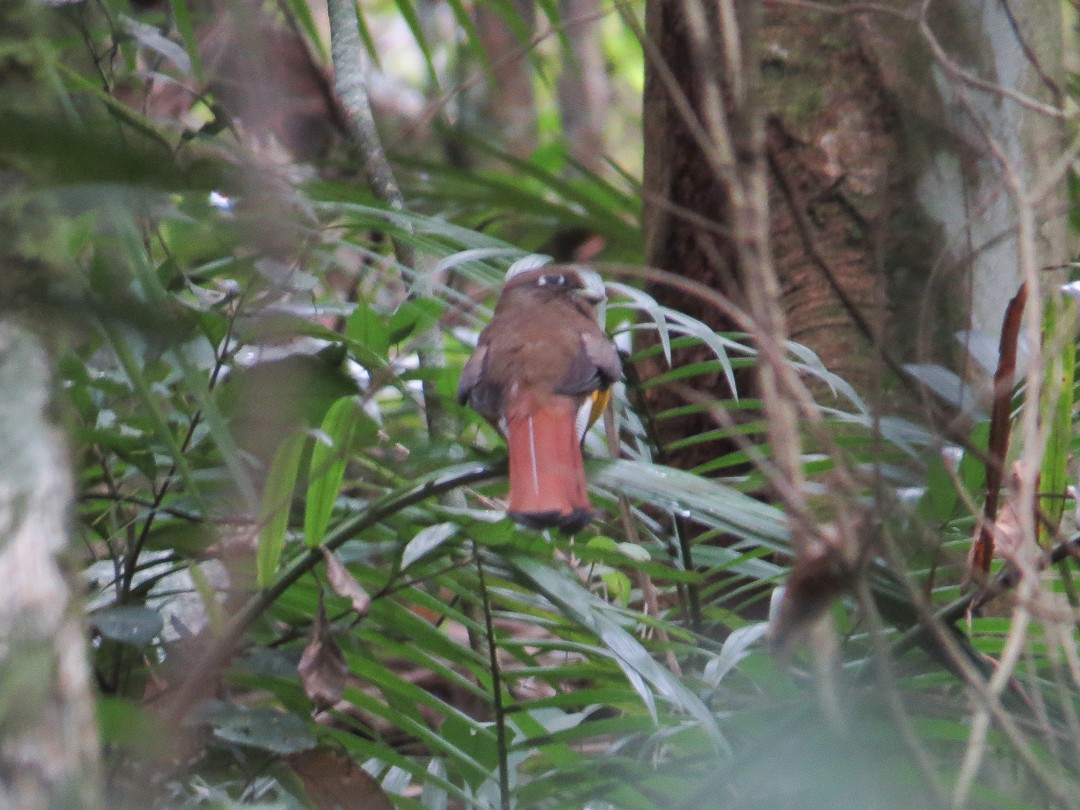 søredeltrogon - ML644409136