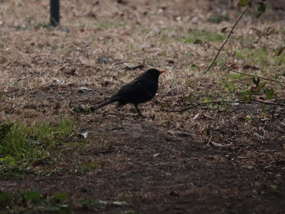 mandarintrost - ML644409140