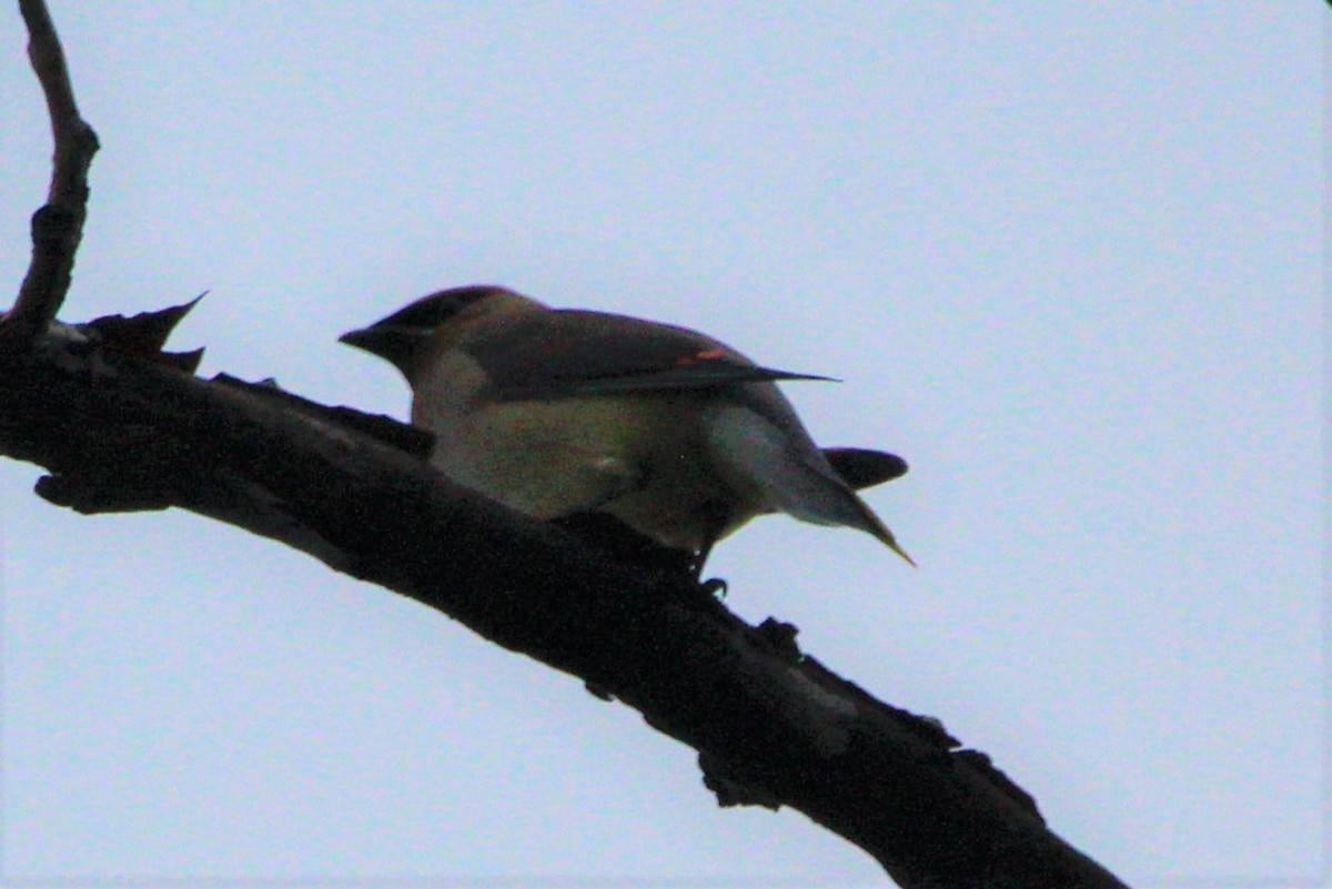 einersidensvans - ML644409142